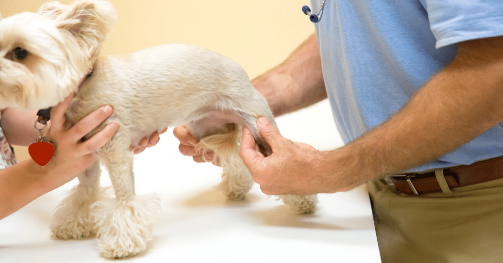 Promoting Healthy Joints in Pets: Tips for Maintaining Mobility