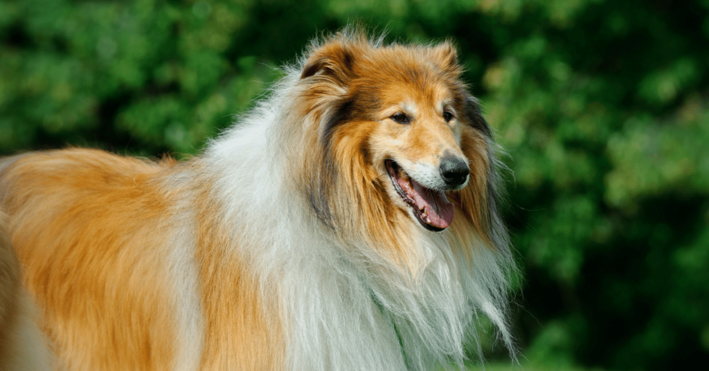Promoting Healthy Skin and Coat in Pets: Essential Care Tips