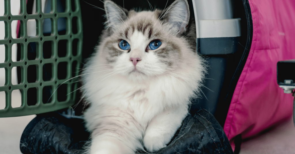 Ragdoll Cats: Gentle Giants with a Heart of Gold