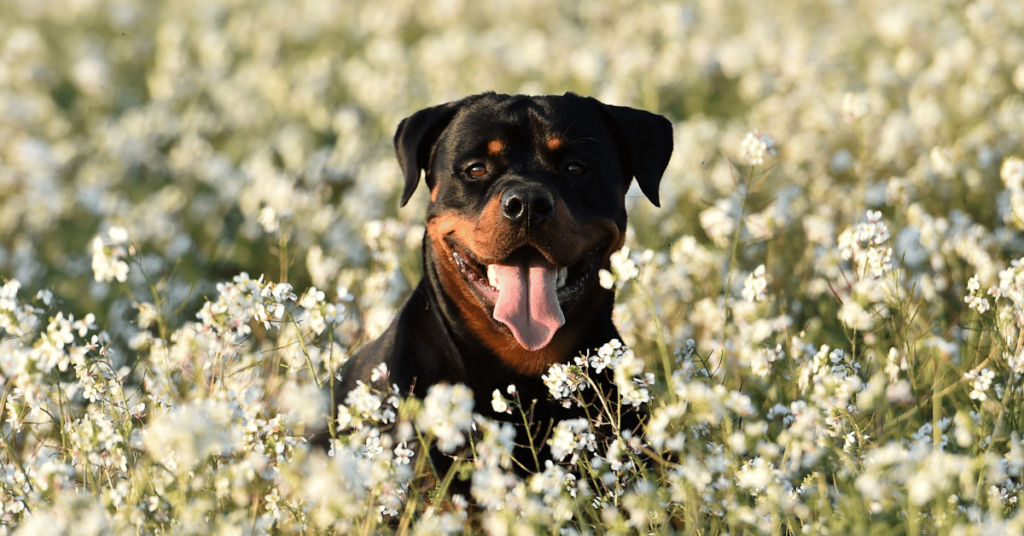 Rottweiler: A Loyal and Protective Guardian