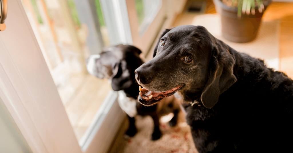Senior Pet Care: Supporting Your Aging Companion's Well-being