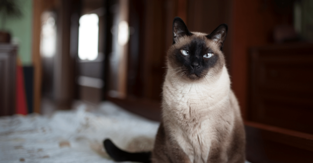 Siamese Cats: Graceful, Intelligent, and Affectionate Companions