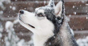 Siberian Husky: The Majestic and Energetic Sled Dog