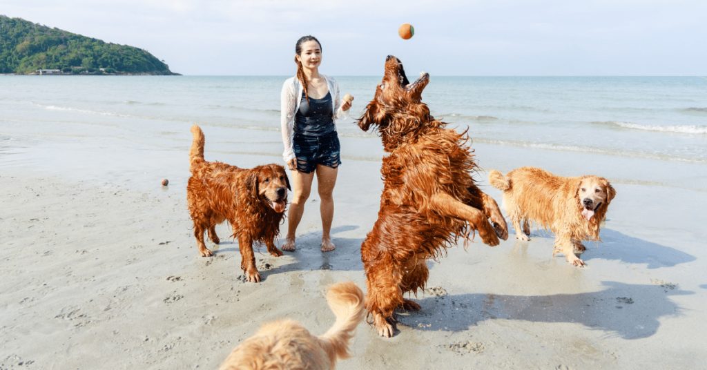 Socializing Your Pet: Encouraging Positive Interactions with Other Animals