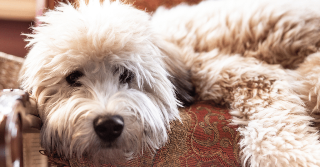 Soft-Coated Wheaten Terrier: The Friendly and Lively Irish Charm