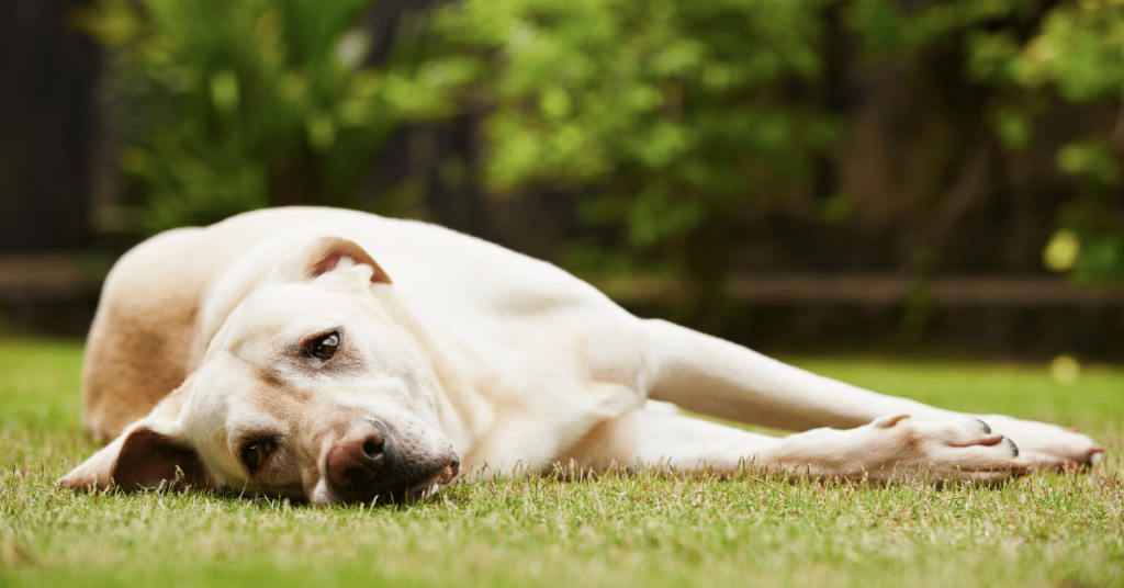 Stress and Anxiety in Pets: Recognizing Signs and Providing Comfort