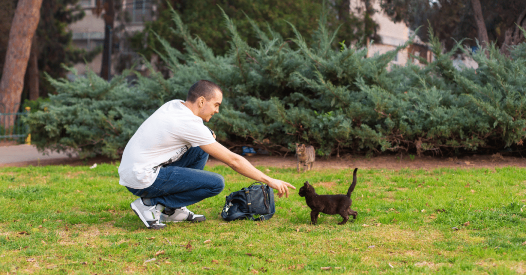 Teaching Your Cat to Come When Called: Tips for Training a Responsive Cat