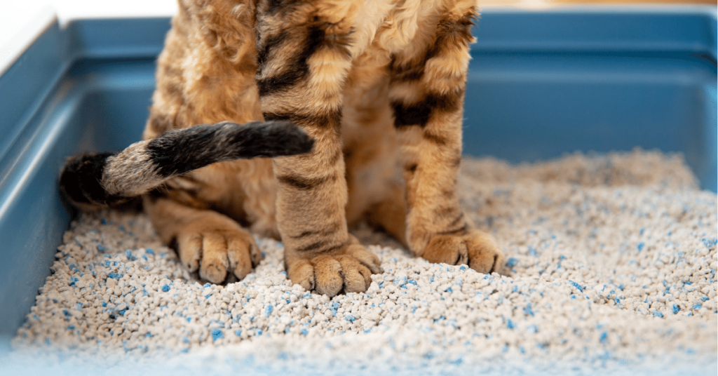 Teaching Your Cat to Use a Litter Box: Tips for Successful Training