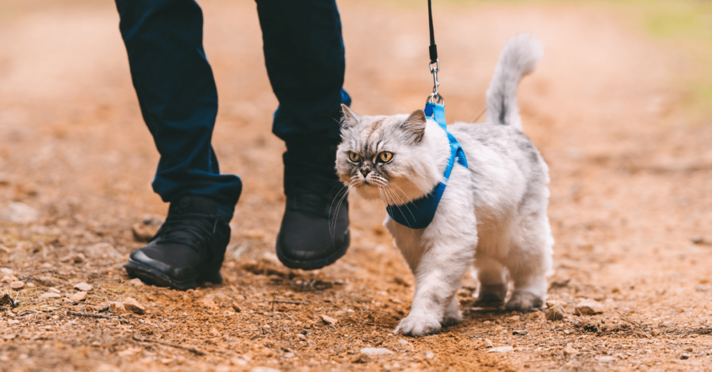 Teaching Your Cat to Walk on a Harness: Training for Safe Outdoor Adventures