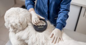 The Benefits of Microchipping Your Pet: Ensuring Their Safety
