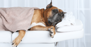 The Benefits of Pet Massage and Physical Therapy: Enhancing Well-Being