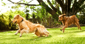The Benefits of Regular Exercise for Pets: Keeping Them Fit and Happy
