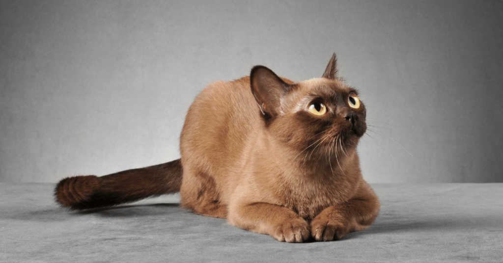 The Charming Burmese Cat: History, Characteristics, and More