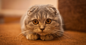 The Charming Scottish Fold Cat: A Complete Guide to History, Care, and More