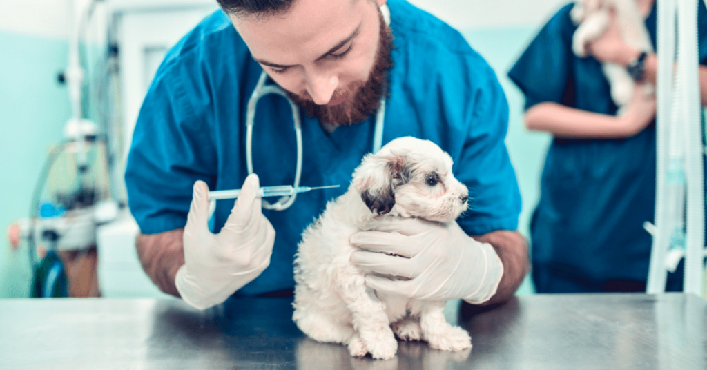 The Complete Guide to Pet Vaccinations: What You Need to Know