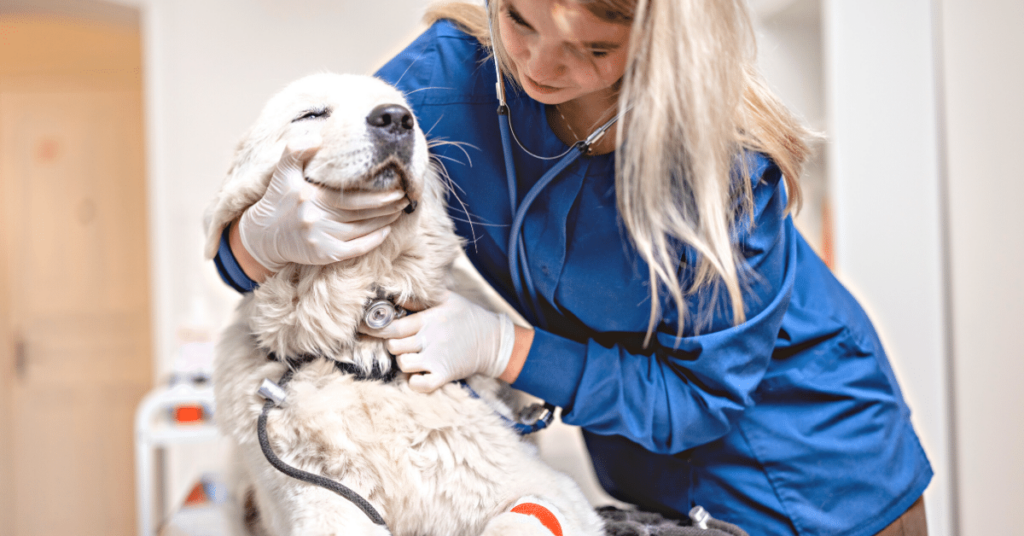 The Importance of Regular Check-ups: Keeping Your Pet's Health in Check
