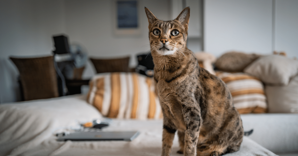 The Majestic Savannah Cat: History, Characteristics, and More