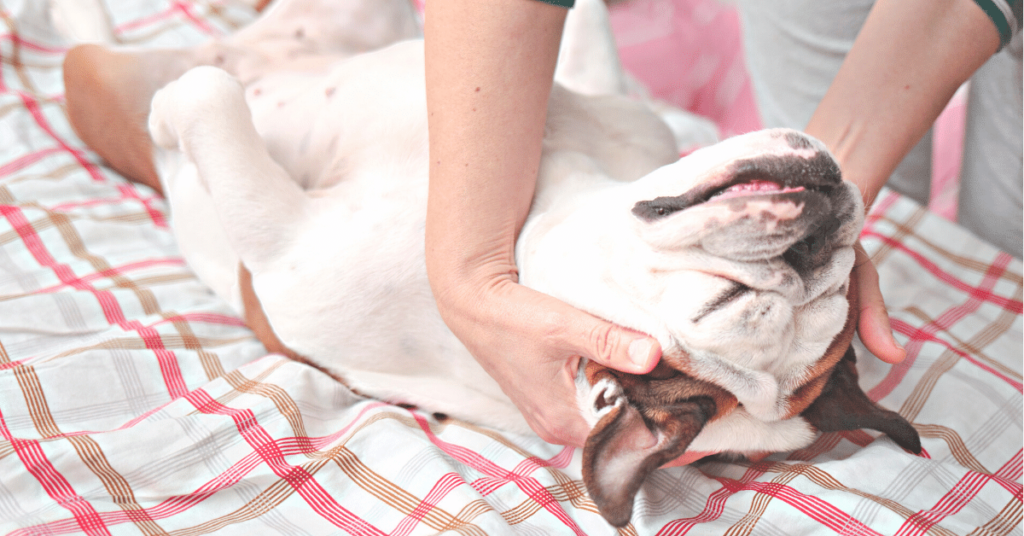 The Power of Pet Massage: Techniques for Relaxation and Bonding