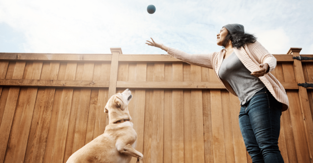 The Power of Play: How Playtime Supports Pet Mental and Physical Well-being