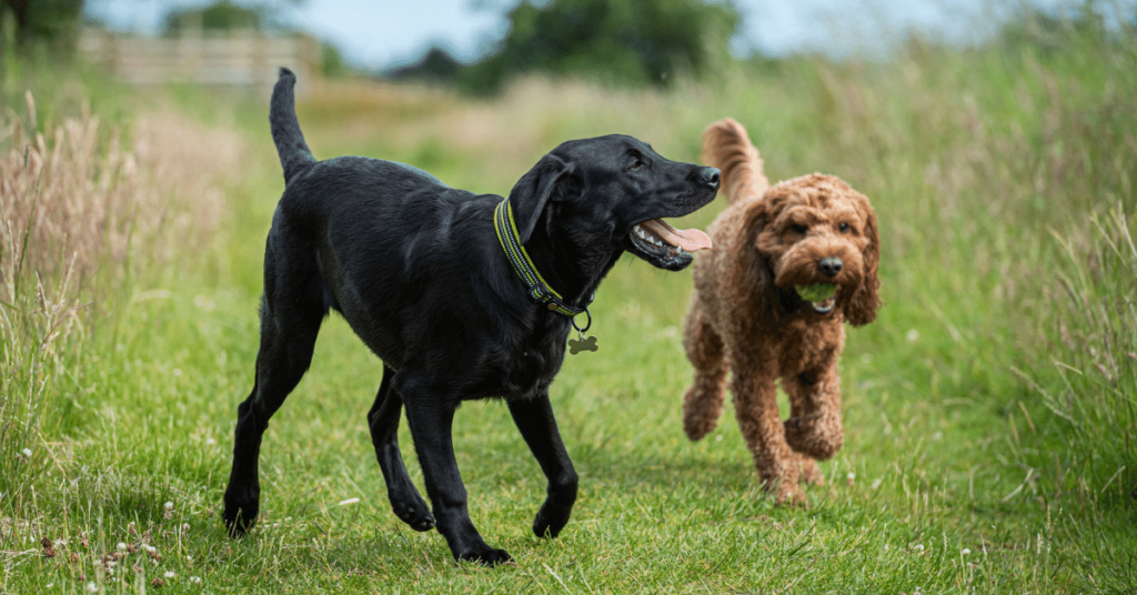 The Role of Socialization in Pet Health: Building Confidence and Positive Relationships