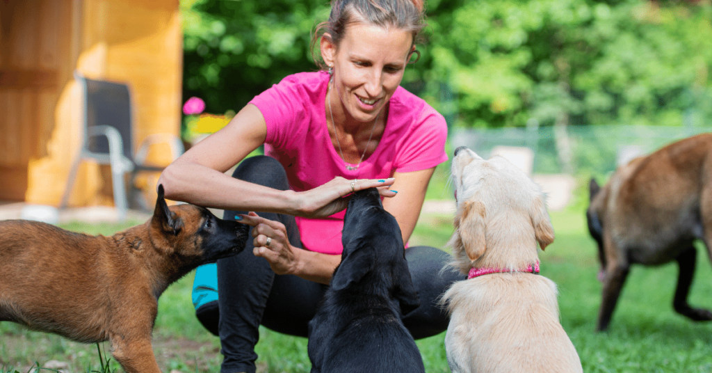 Tips for Training Multiple Pets: Balancing Individual Needs and Group Dynamics