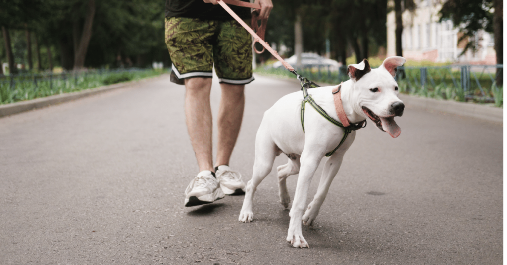 Training Tips for Leash Reactive Dogs: Managing Reactivity on Walks
