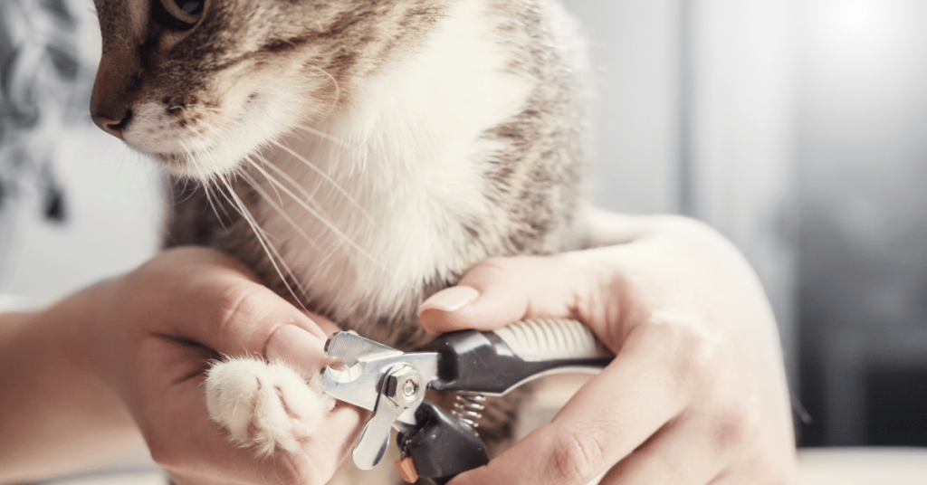 Training Your Cat to Accept Nail Trims: Gradual Desensitization Techniques