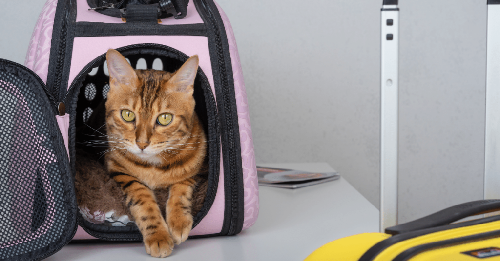 Training Your Cat to Use a Pet Carrier: Reducing Stress for Vet Visits