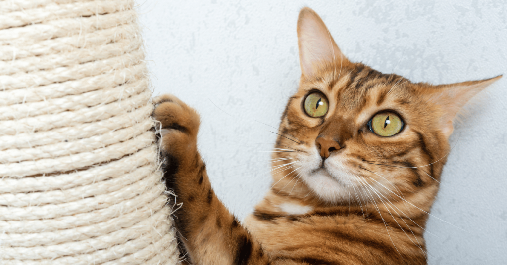 Training Your Cat to Use a Scratching Post: Redirecting Natural Behavior