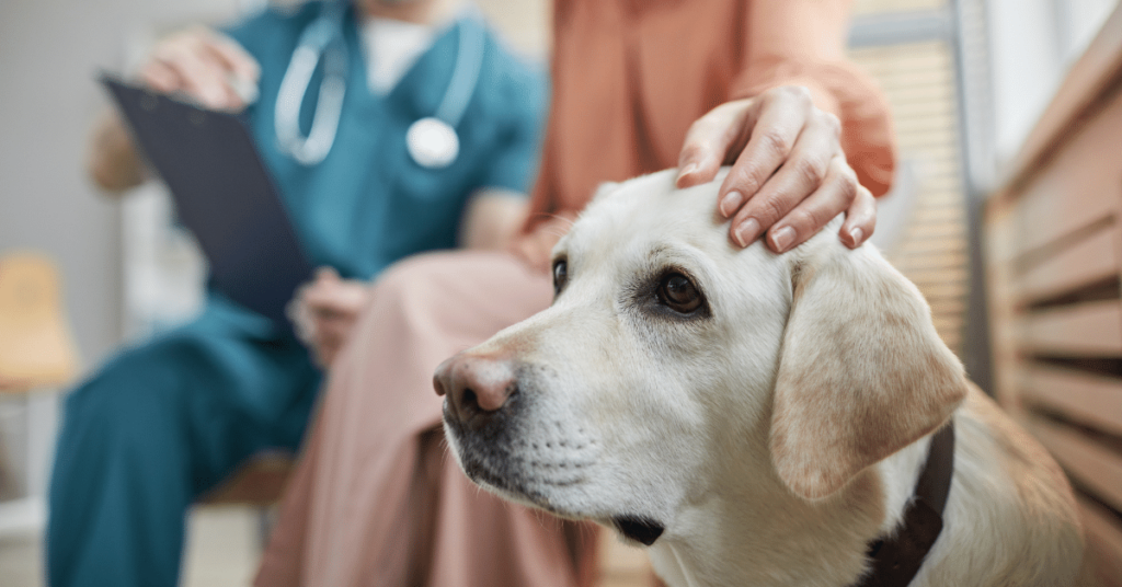Training Your Pet for Vet Visits: Reducing Anxiety and Fear