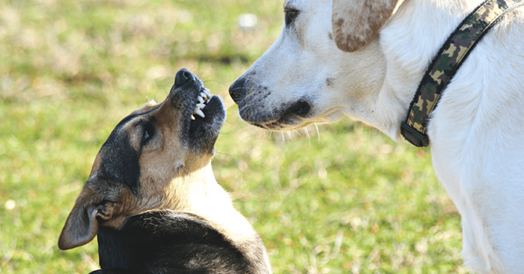 Understanding Dog Behavior: Decoding Canine Body Language