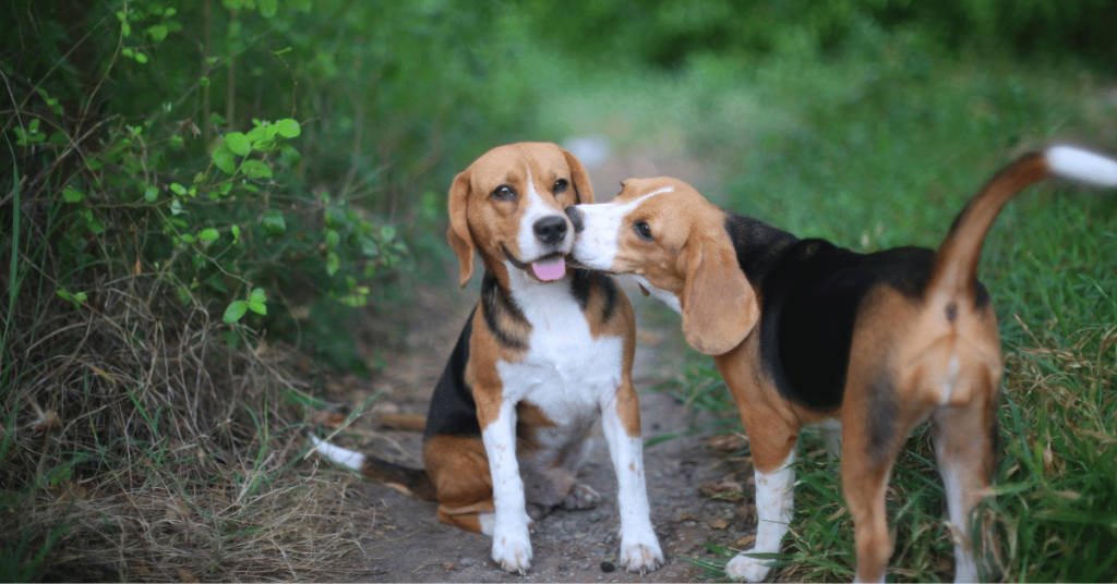 Understanding Pet Body Language: Decoding Your Pet's Communication