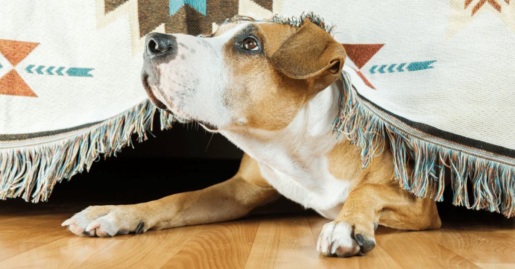 Understanding Pet Stress and Anxiety: Strategies for a Calm and Happy Companion