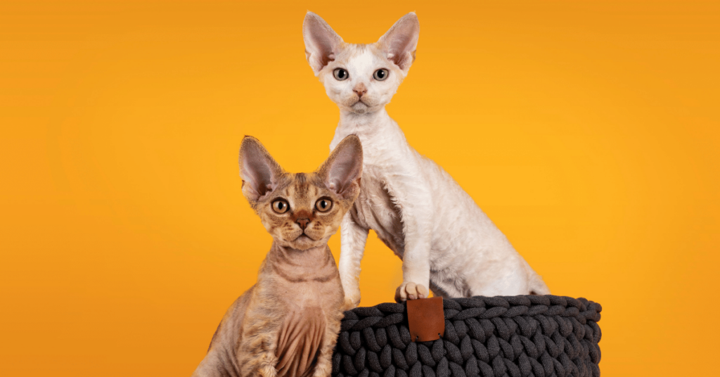 Unraveling the Marvelous Devon Rex: History, Characteristics, and More