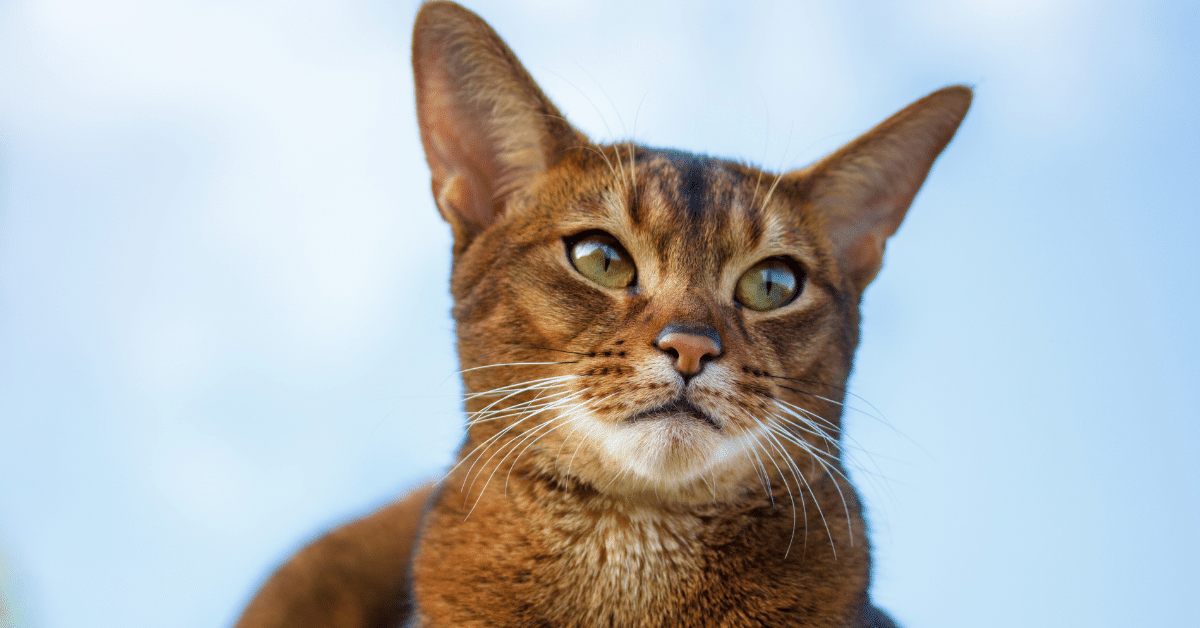 Unraveling the Mysteries of the Abyssinian Cat: A Guide to the ...