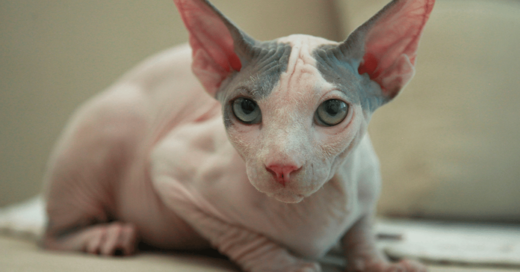Unveiling the Enigmatic Sphinx Cat: A Guide to the Unique Hairless Breed