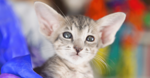 Unveiling the Fascinating Oriental Shorthair: History, Characteristics, and More