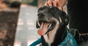 What to Consider Before Adopting a Rescue Pet