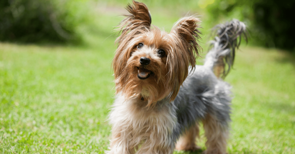 Yorkshire Terrier: The Tiny, Spirited Companion